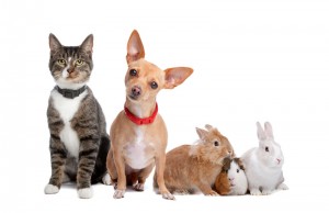 CAN I KEEP THE PETS IN MY FLORIDA DIVORCE?